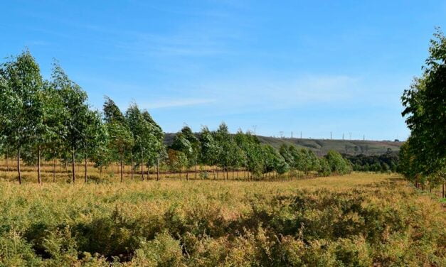 Grão-de-bico pode ser utilizado na Integração Lavoura-Pecuária-Floresta (ILPF)