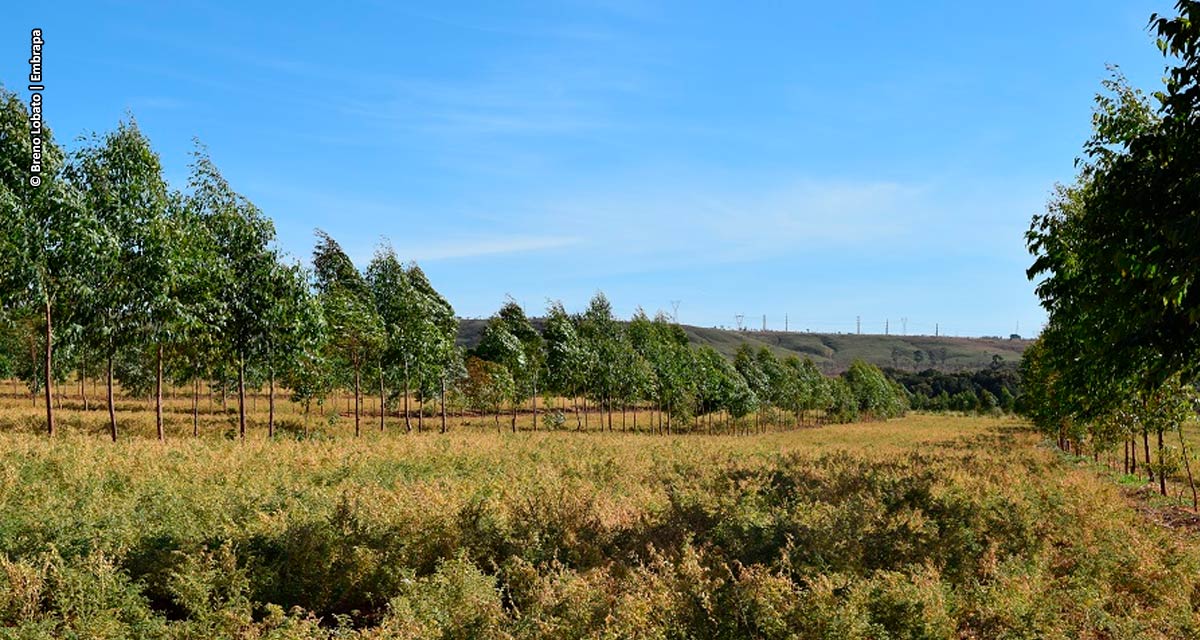 Grão-de-bico pode ser utilizado na Integração Lavoura-Pecuária-Floresta (ILPF)