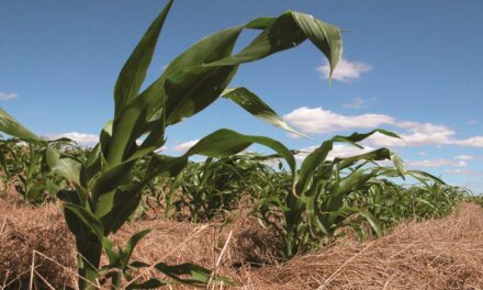 Manejo adequado do solo aumenta sequestro de carbono em áreas irrigadas