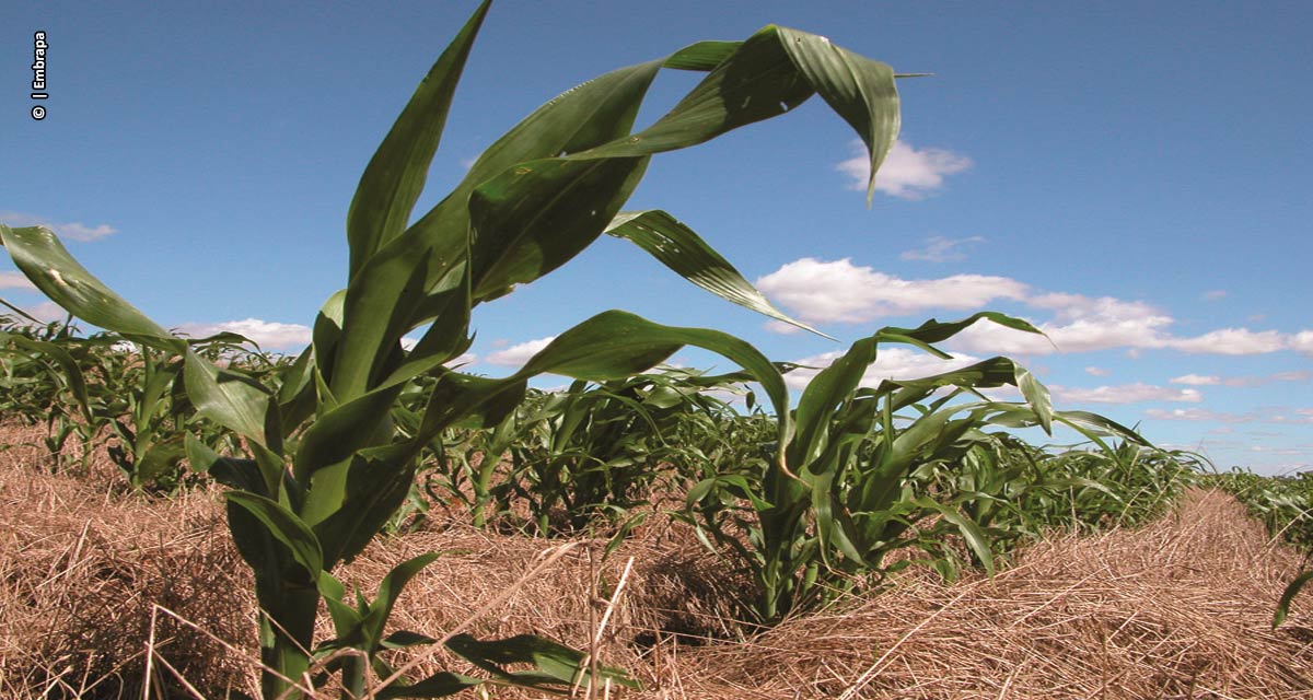 Manejo adequado do solo aumenta sequestro de carbono em áreas irrigadas