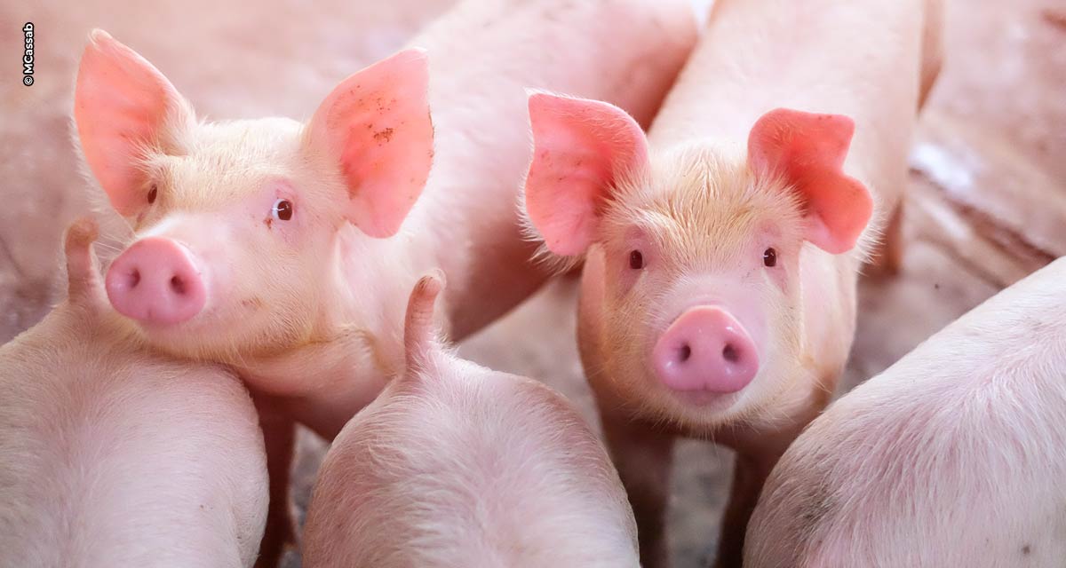 Soluções com foco na integridade intestinal dos suínos são apresentadas na Suinfair