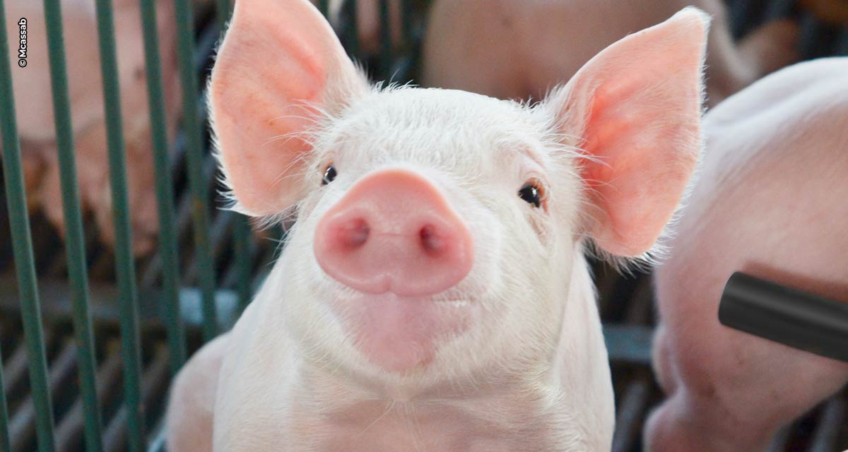 Uso de probióticos promove melhoria na digestibilidade da dieta de suínos