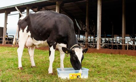 Fase mais importante do ciclo produtivo, o período de transição exige ações coordenadas para atender demanda nutricional de vacas