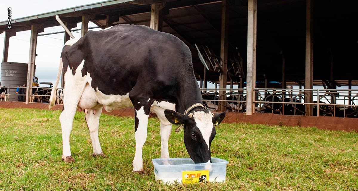 Fase mais importante do ciclo produtivo, o período de transição exige ações coordenadas para atender demanda nutricional de vacas