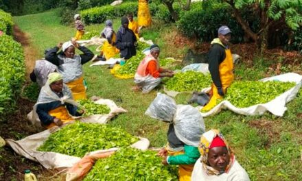 Inscrições abertas para o Programa Nuffield Global de Pesquisa no Agronegócio 2023 até 31 de julho