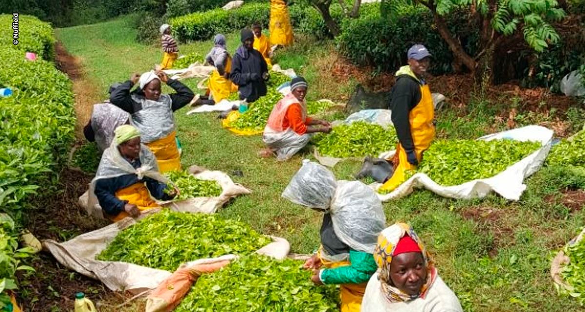 Inscrições abertas para o Programa Nuffield Global de Pesquisa no Agronegócio 2023 até 31 de julho