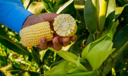 Conheça 6 vantagens fundamentais da biotecnologia na agricultura