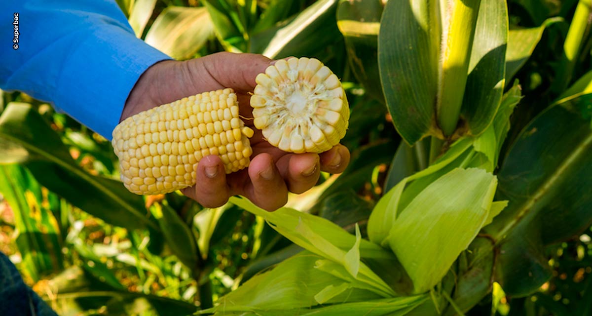 Conheça 6 vantagens fundamentais da biotecnologia na agricultura