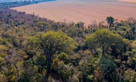 Estudo da UFSCar, sobre dinâmicas da paisagem em áreas protegidas no Estado de São Paulo, vence Prêmio MapBiomas