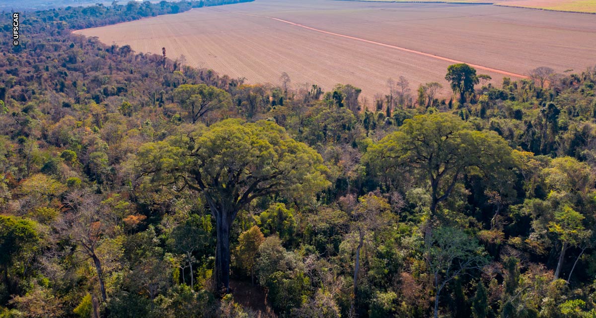 Estudo da UFSCar, sobre dinâmicas da paisagem em áreas protegidas no Estado de São Paulo, vence Prêmio MapBiomas