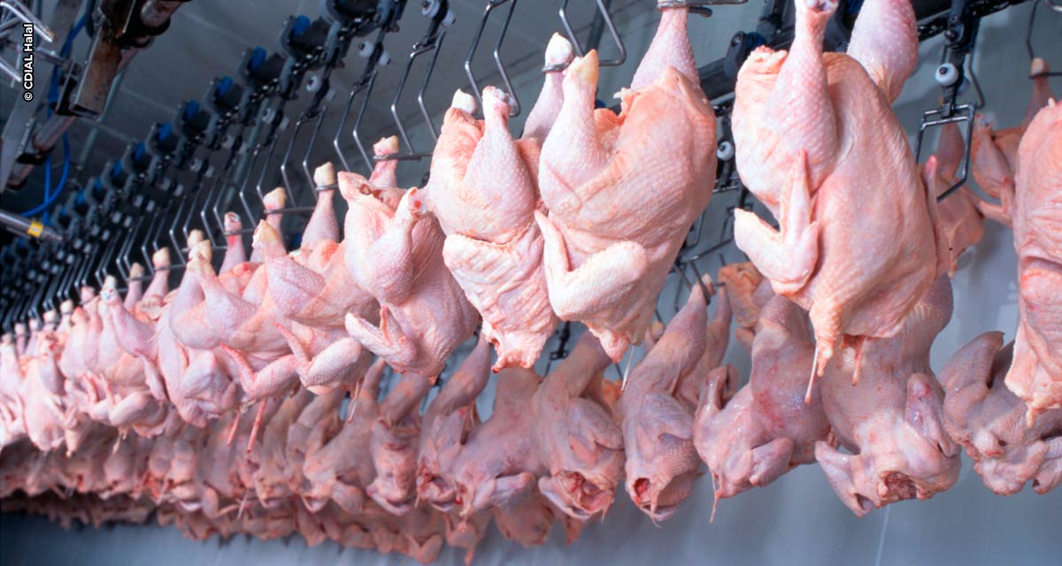 Exportação de frango brasileiro ao Catar cresce 84% em receita no 1º semestre de 2022