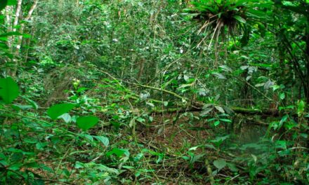 Preservação ambiental gera renda para produtor rural