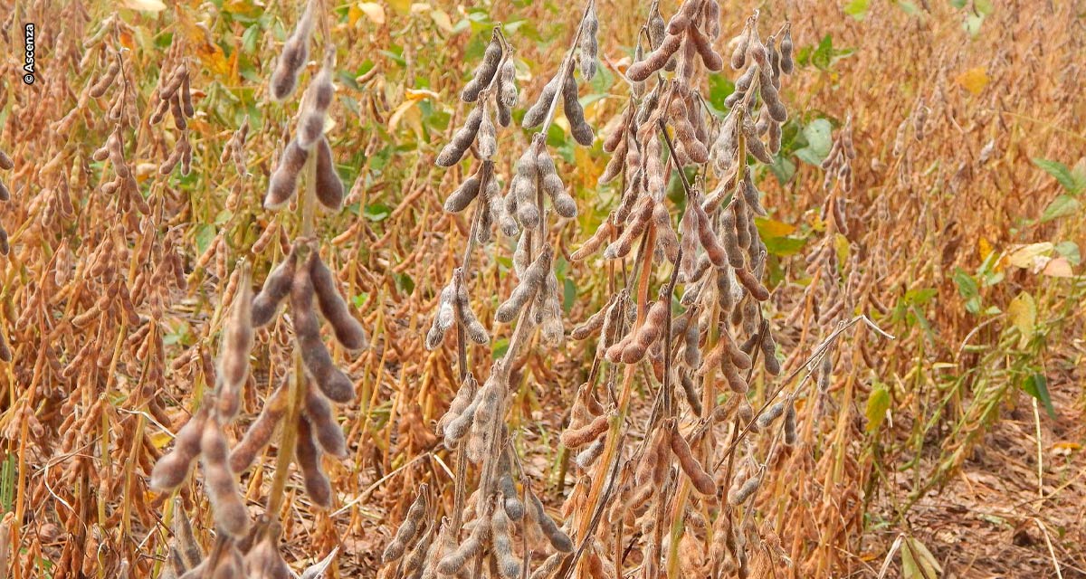 Soja ganha quatro novos herbicidas pós-emergência e um inseticida fisiológico