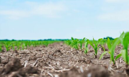 Bionat Agro apresenta nova tecnologia que promove a solubilização de fósforo no solo