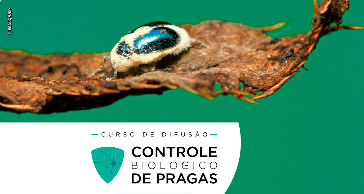 USP/ESALQ lança curso voltado ao controle biológico de pragas patrocinado pela CropLife Brasil
