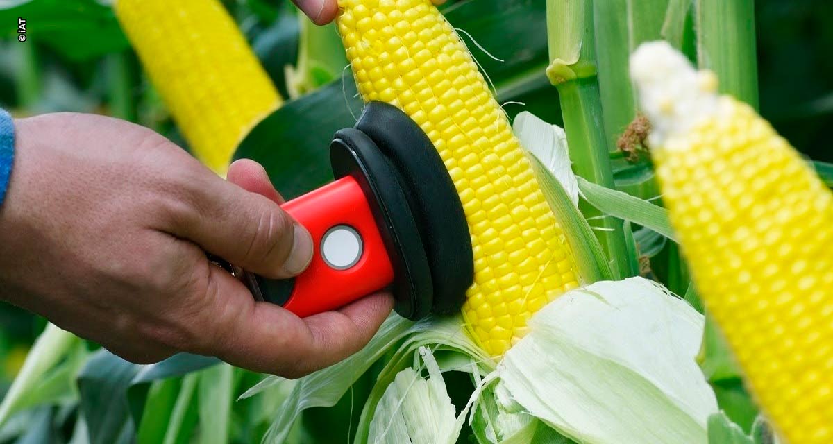 Análise de umidade do milho no campo com o equipamento israelense SCIO