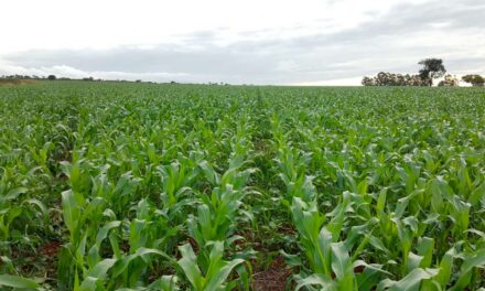 Microrganismos surgem como alternativa aos fertilizantes tradicionais para a agricultura brasileira