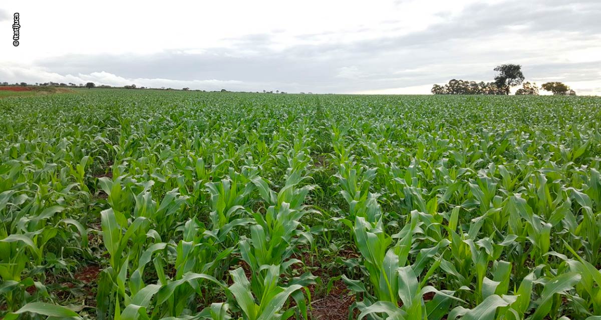 Microrganismos surgem como alternativa aos fertilizantes tradicionais para a agricultura brasileira