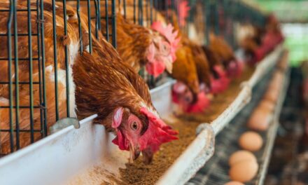 Com a inovadora plataforma Connect e o lançamento da Fábrica de Nutrição e Saúde Animal a MCassab Nutrição e Saúde Animal marca presença no SIAVS 2022