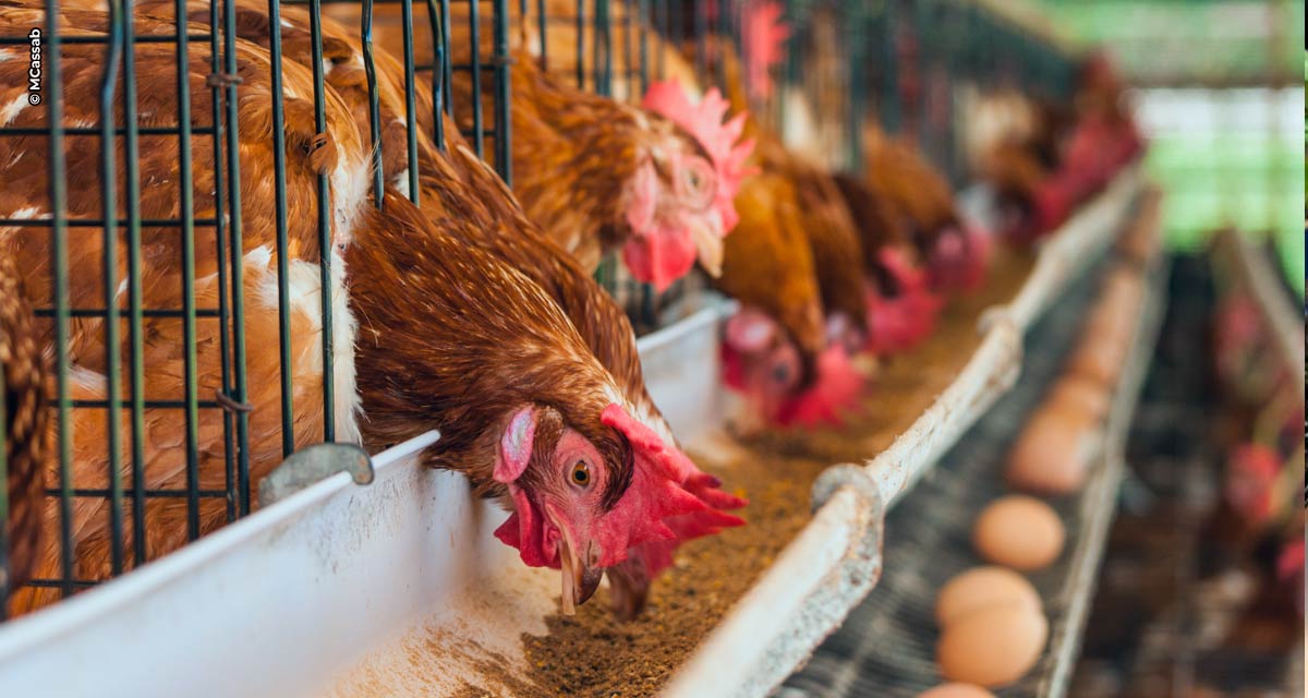 Com a inovadora plataforma Connect e o lançamento da Fábrica de Nutrição e Saúde Animal a MCassab Nutrição e Saúde Animal marca presença no SIAVS 2022