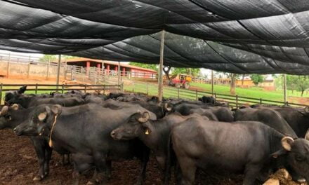 Conforto térmico garante bem-estar aos bovinos e maior produtividade