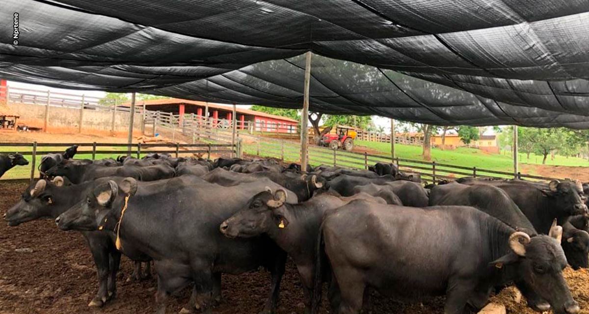 Conforto térmico garante bem-estar aos bovinos e maior produtividade