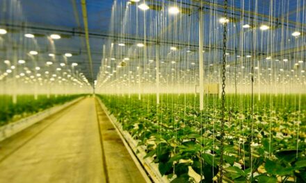 LED da OSRAM revoluciona mercado agro conquistando mundo da horticultura