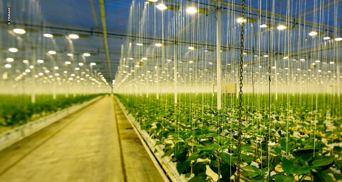 LED da OSRAM revoluciona mercado agro conquistando mundo da horticultura