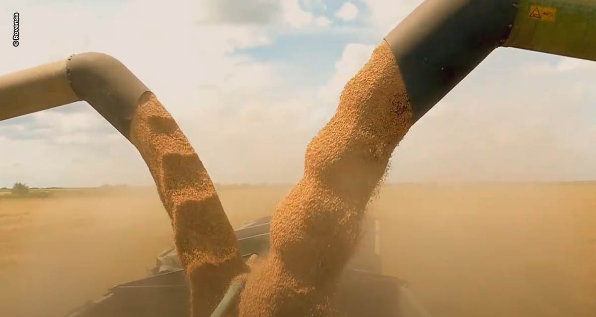 Produção de soja pode atingir 126 sacas por hectare com manejo nutricional adequado