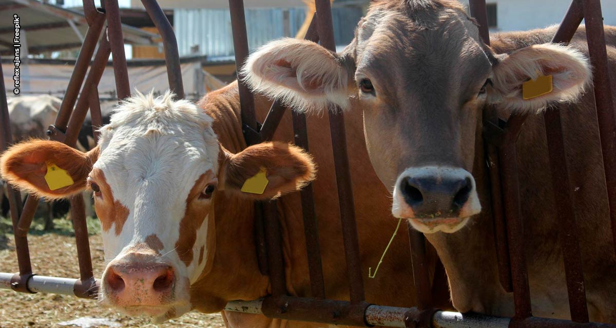 Investimento em saúde e bem-estar animal é a chave para a produção de proteínas mais sustentáveis