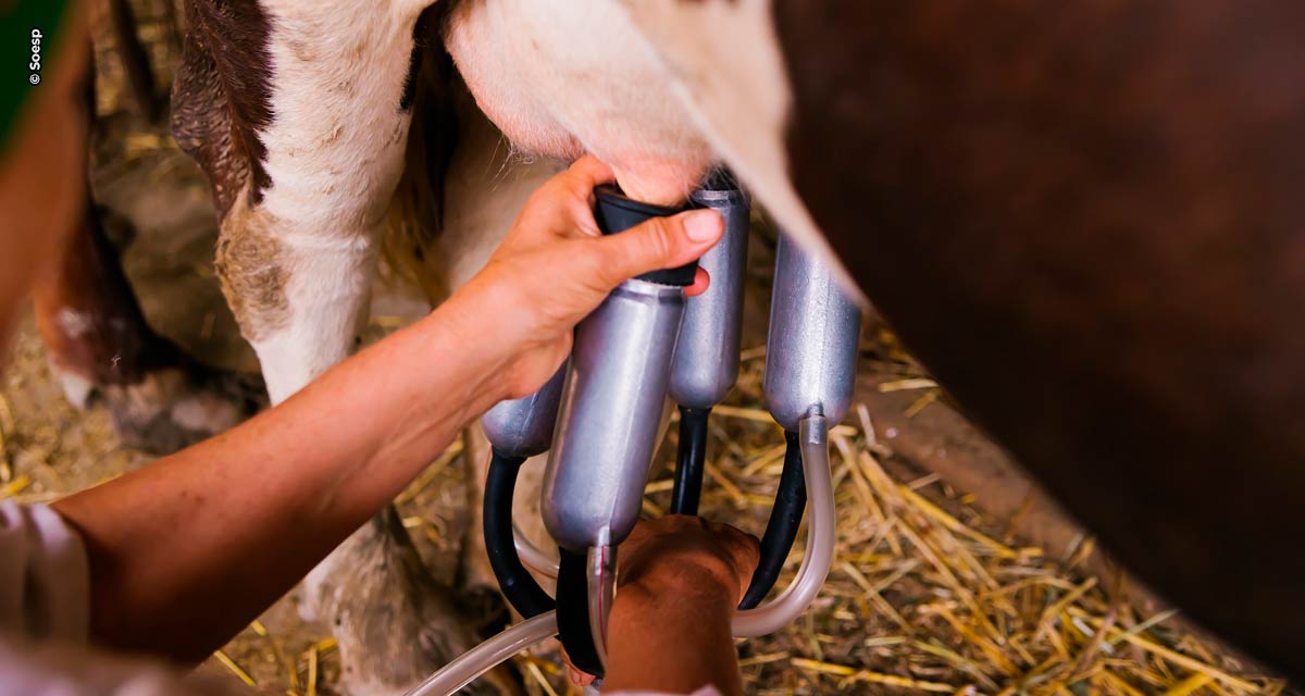 Produtor de leite pode ter maior rentabilidade na seca