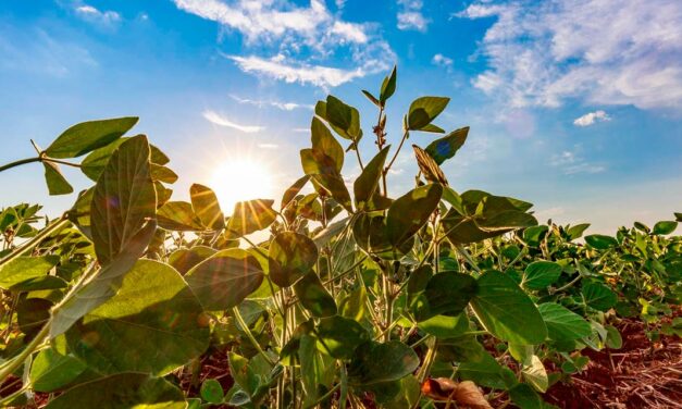 DATAGRO sinaliza 16º avanço consecutivo na área de soja do Brasil na safra 2022/23