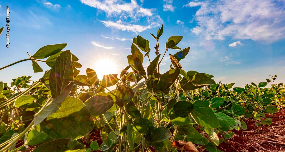 DATAGRO sinaliza 16º avanço consecutivo na área de soja do Brasil na safra 2022/23