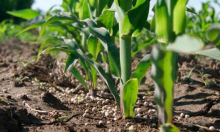 Estudos apontam que fertilização equilibrada a base de nitrato pode aumentar produtividade e reduzir emissões de gases de efeito estufa