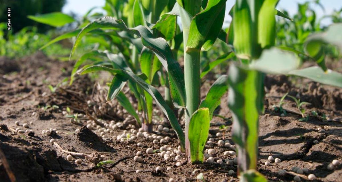 Estudos apontam que fertilização equilibrada a base de nitrato pode aumentar produtividade e reduzir emissões de gases de efeito estufa