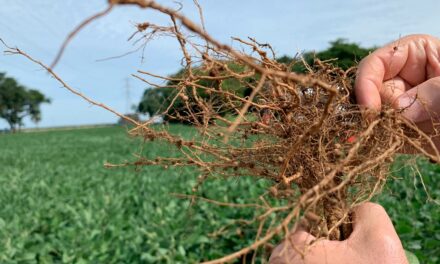 Pesquisas inéditas comprovam eficiência das descargas elétricas no controle de nematoides