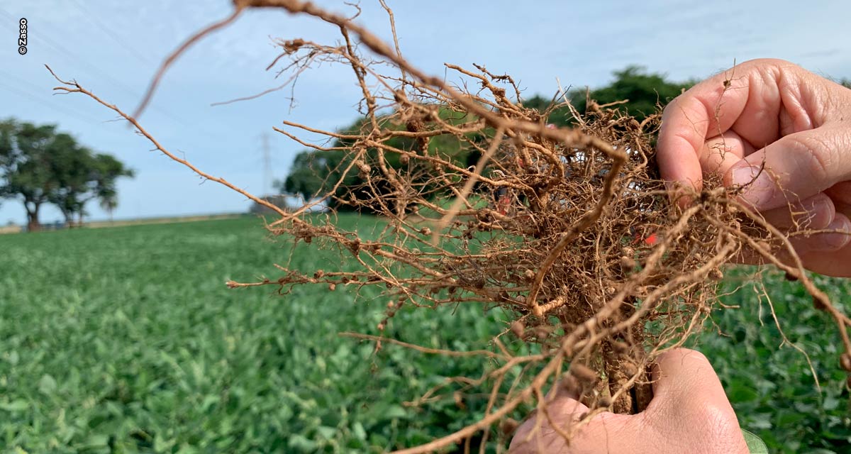 Pesquisas inéditas comprovam eficiência das descargas elétricas no controle de nematoides