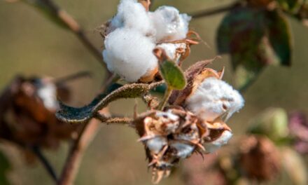 GT discute controle biológico como ferramenta no manejo integrado de pragas do algodão brasileiro