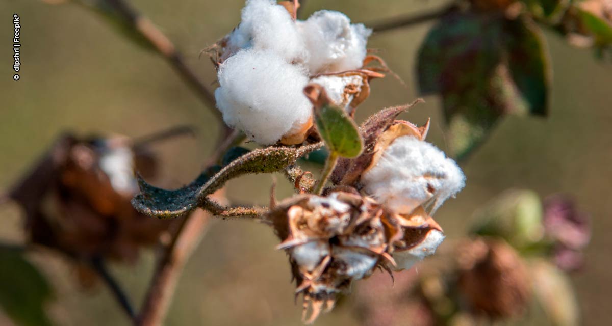 GT discute controle biológico como ferramenta no manejo integrado de pragas do algodão brasileiro