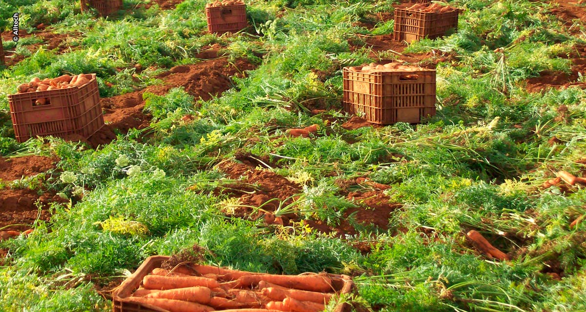 Cuidar do solo torna frutas, verduras e legumes mais saborosos e nutritivos