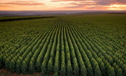 Dez razões que fazem das florestas renováveis a grande esperança contra o aquecimento global