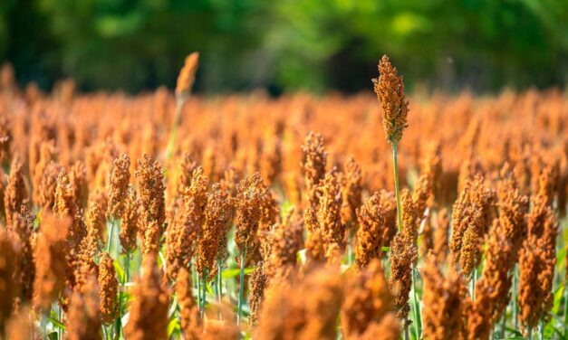 Diante da seca, produtor investe no cultivo de sorgo para manter rentabilidade