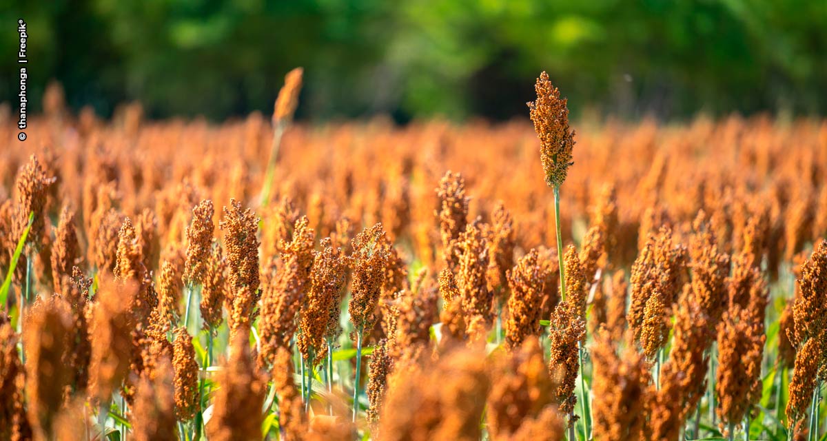 Diante da seca, produtor investe no cultivo de sorgo para manter rentabilidade