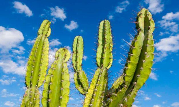 Corteva Agriscience leva conhecimento técnico sobre Boas Práticas Agrícolas para o Nordeste