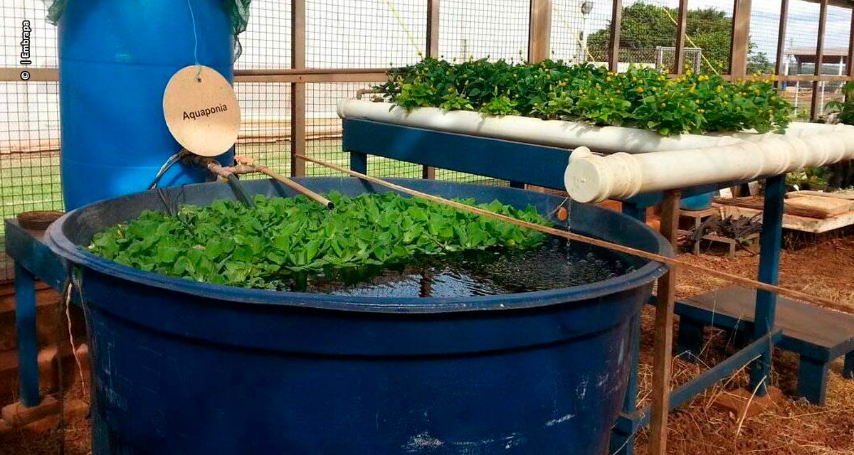 O papel da piscicultura na agricultura familiar