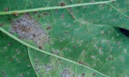 Para alívio do cotonicultor, Ramulária e Mancha alvo quase não afetaram safra 21/22 em MT