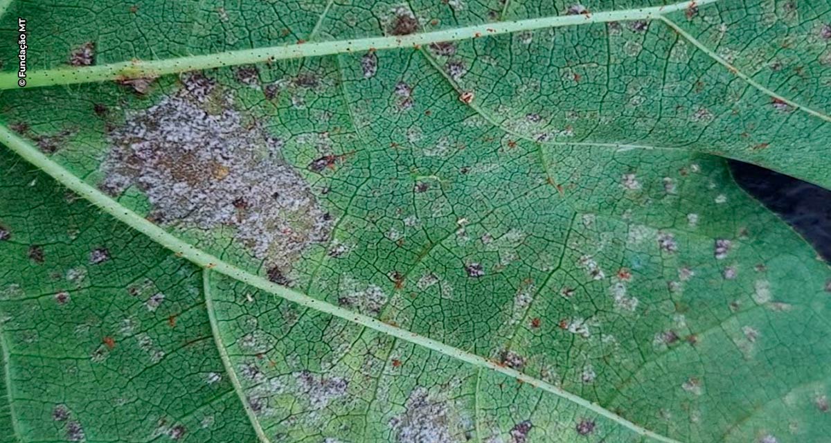 Para alívio do cotonicultor, Ramulária e Mancha alvo quase não afetaram safra 21/22 em MT