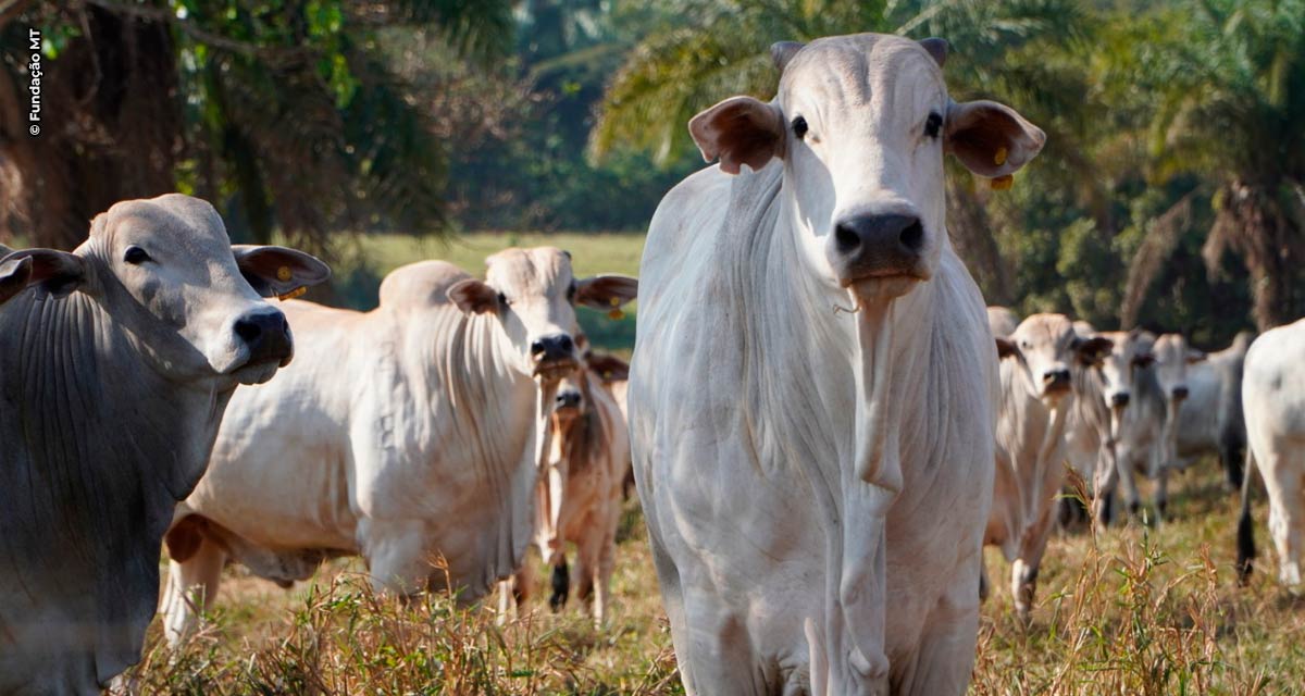 Encontro Técnico vai discutir tecnologias da produção e uso de pastagens em MT