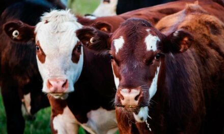 Saúde animal é pauta essencial para garantir a sustentabilidade do planeta