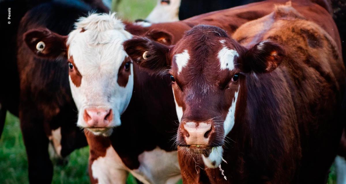 Saúde animal é pauta essencial para garantir a sustentabilidade do planeta